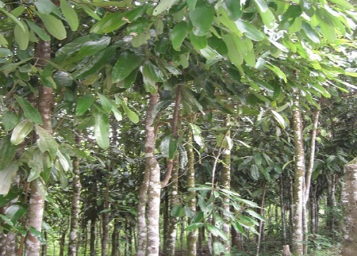 KỸ THUẬT TRỒNG THÂM CANH RỪNG QUẾ