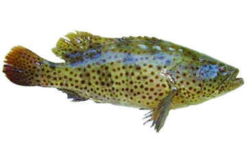 Quy trình nuôi thương phẩm cá song chấm nâu trong ao sử dụng thức ăn công nghiệp (Phần 2 và hết)