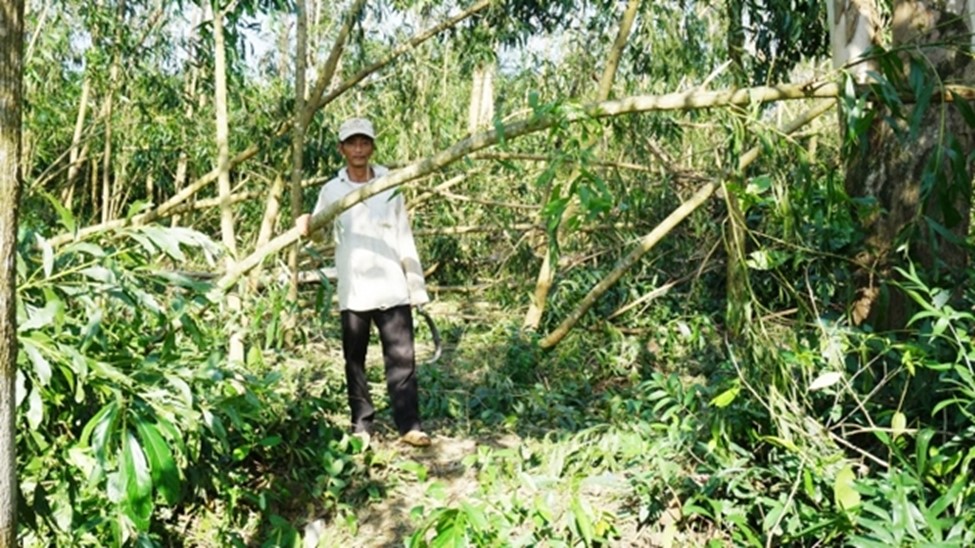 Hướng dẫn khắc phục rừng bị thiệt hại do thiên tai gây ra