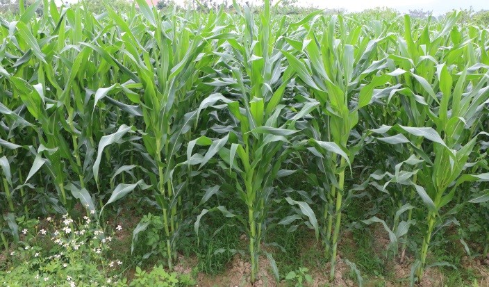 Tập huấn kỹ thuật trồng thâm canh cây ngô sinh khối gắn với liên kết tiêu thụ sản phẩm