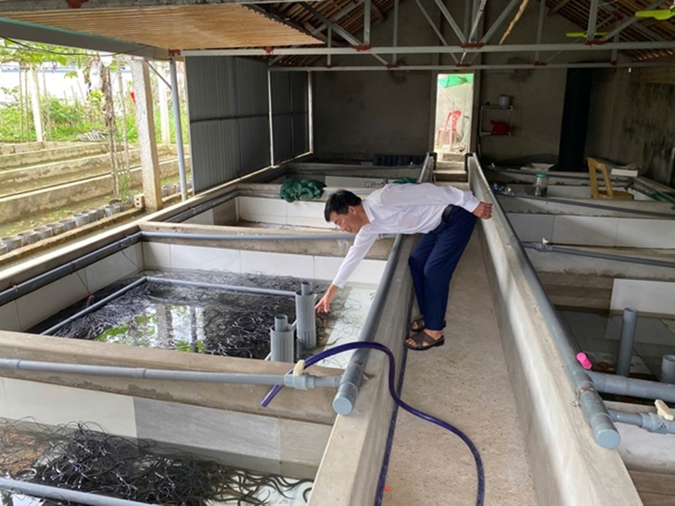 Nghệ An: Hiệu quả mô hình nuôi lươn khép kín