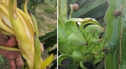 Quy trình quản lý tổng hợp ốc sên hại thanh long