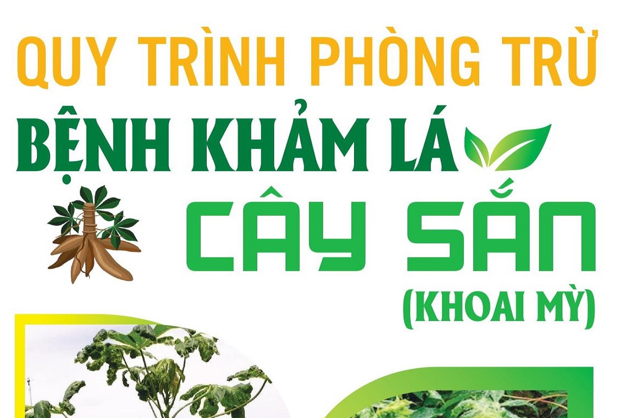 Quy trình phòng trừ bệnh khảm lá cây sắn (khoai mì)