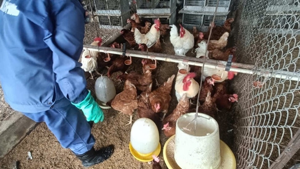 Biện pháp chống nóng cho gia súc, gia cầm