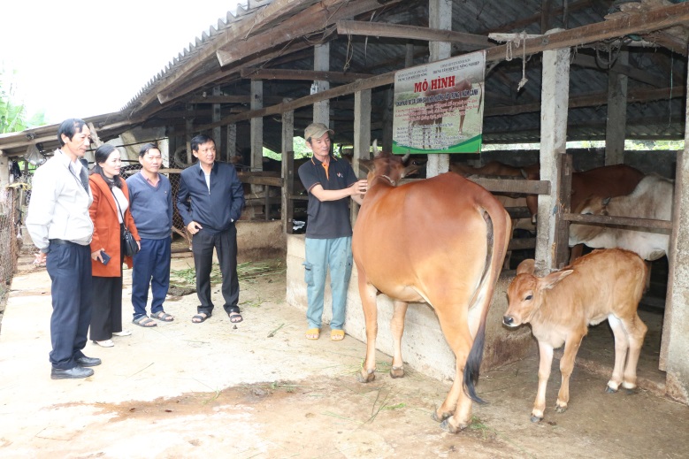 Quảng Ngãi hướng đến phát triển chăn nuôi bò cái tập trung, thâm canh